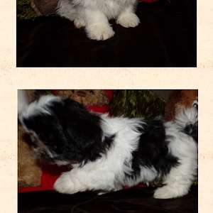 Imperial AKC Shih Tzu Puppies