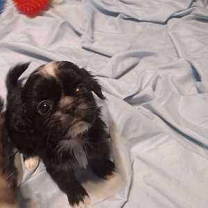 Blue Skye Imperial Shih Tzu Puppy