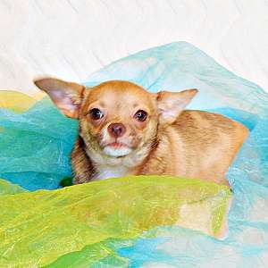 Stunning Apple Head Long and Short Coat Chihuahua Puppies, Exotic Colors