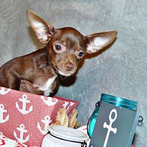 Stunning Apple Head Long and Short Coat Chihuahua Puppies, Exotic Colors