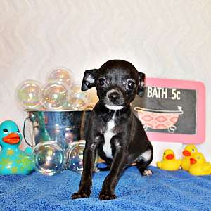 Stunning Apple Head Long and Short Coat Chihuahua Puppies, Exotic Colors