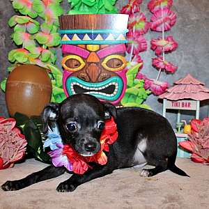 Stunning Apple Head Long and Short Coat Chihuahua Puppies, Exotic Colors