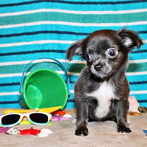Stunning Apple Head Long and Short Coat Chihuahua Puppies, Exotic Colors