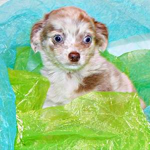 Adorable Cobby Apple Head Exotic Color Chihuahua Babies