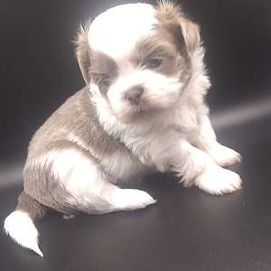 Imperial Shih Tzu Puppies Full AKC