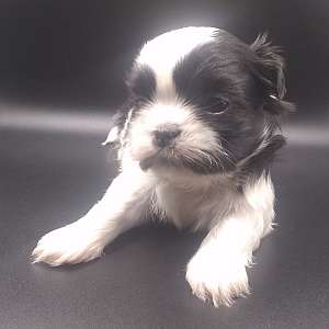 Imperial Shih Tzu Puppies Full AKC