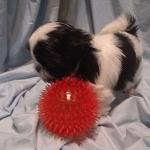 Imperial Shih Tzu Puppies Full AKC