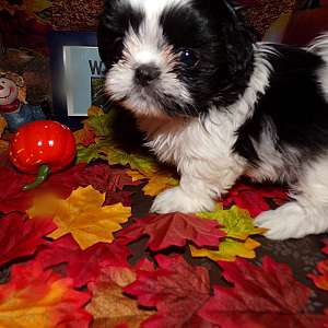 Imperial Shih Tzu Puppies Fall Special Limited Time ONLY