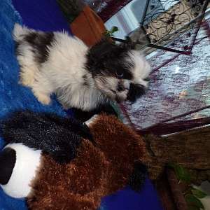 Imperial Shih Tzu Puppies Fall Special Limited Time ONLY