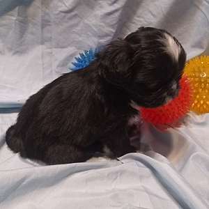 Imperial AKC Shih Tzu Puppies