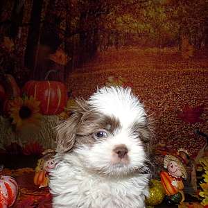 Imperial Blue Shih Tzu Male Full AKC