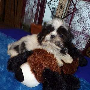 Imperial Shih Tzu Male Fall Special