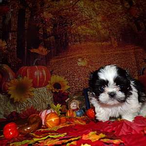 Shih Tzu Imperial Fall Special