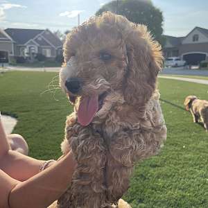 Toy/Micro Golden Doodle Puppy