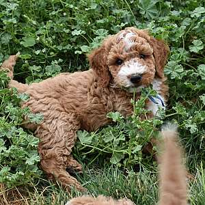 Mini Goldendoodle Puppy King