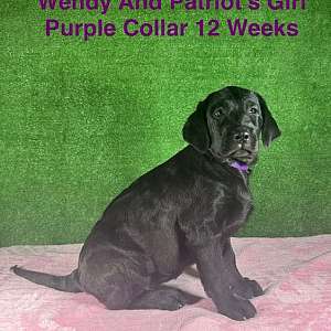 AKC Labrador Puppies