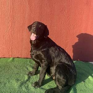 AKC Labrador Puppies