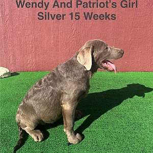 AKC Female Labrador Puppies