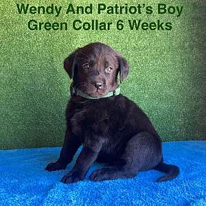 AKC Labrador Puppies