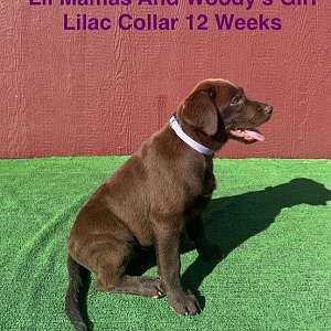 AKC Female Chocolate Lab Puppy