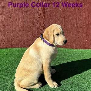 AKC Yellow Lab Puppies