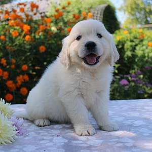 Prince Male AKC Golden Retriever