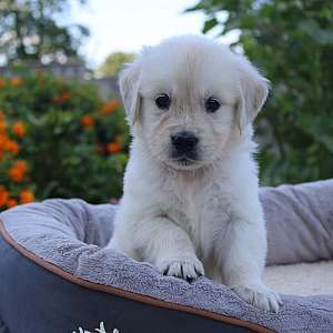 Dorthey Female AKC Golden Retriever