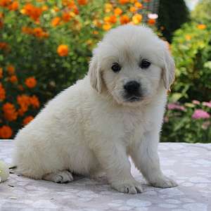 Snow White Female AKC Golden Retriever