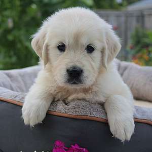 Tinkerbell Female AKC Golden Retriever