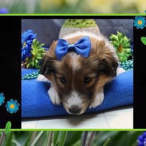 Sheltie Puppies (Shetland Sheepdog)