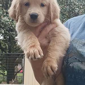 Registered Golden Retrievers- price reduced