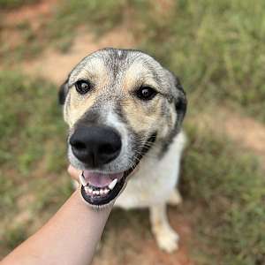 ADOPT - Anatolion Shepherd/Great Pyrenees