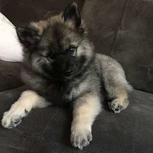 AKC Keeshond Puppies