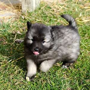 AKC Keeshond Puppies