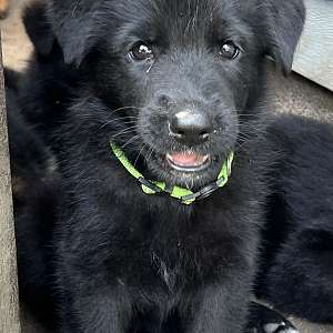 German Shepherd Puppies Wisconsin