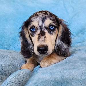 Blue eyed cream dapple long haired mini dachshund