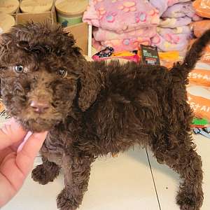 Standard Poodle