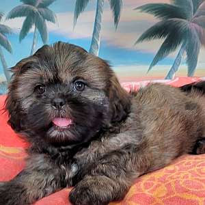 Zac Male Shih Tzu Pup