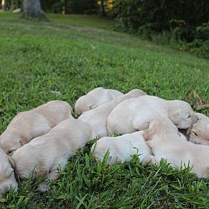 AKC Golden Retriever puppies