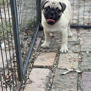 Pug