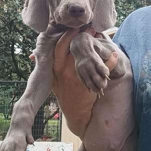 Registered Weimaraner Puppies- make offer