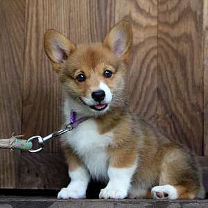 AKC Pembroke Welsh Corgi Super Sweet Female Family Raised!