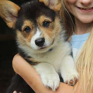 AKC Pembroke Welsh Corgi Loving Male Family Raised!