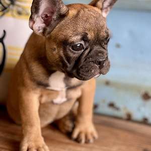 French Bulldog