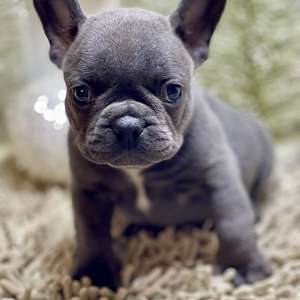 French Bulldog