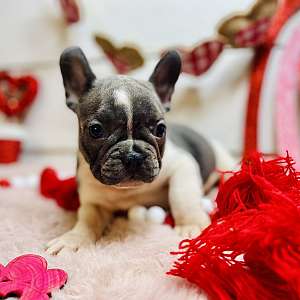 French Bulldog