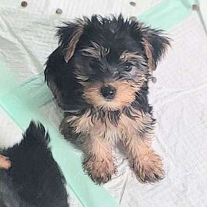 Yorkie