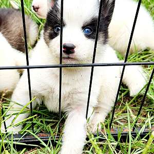 Girl piebald akc husky puppy