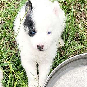 Boy piebald akc husky puppy