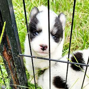 Boy piebald akc husky puppy